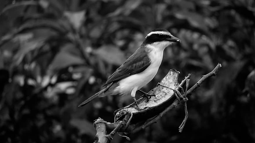 aves, insectos, animales, paisaje, Colombia, pico, pluma, rama, animales en la naturaleza, de cerca, en blanco y negro