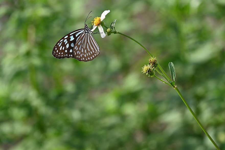 motýl, hmyz, opylování, pyl, opylit, entomologie, lepidoptera, květ, motýlí křídla