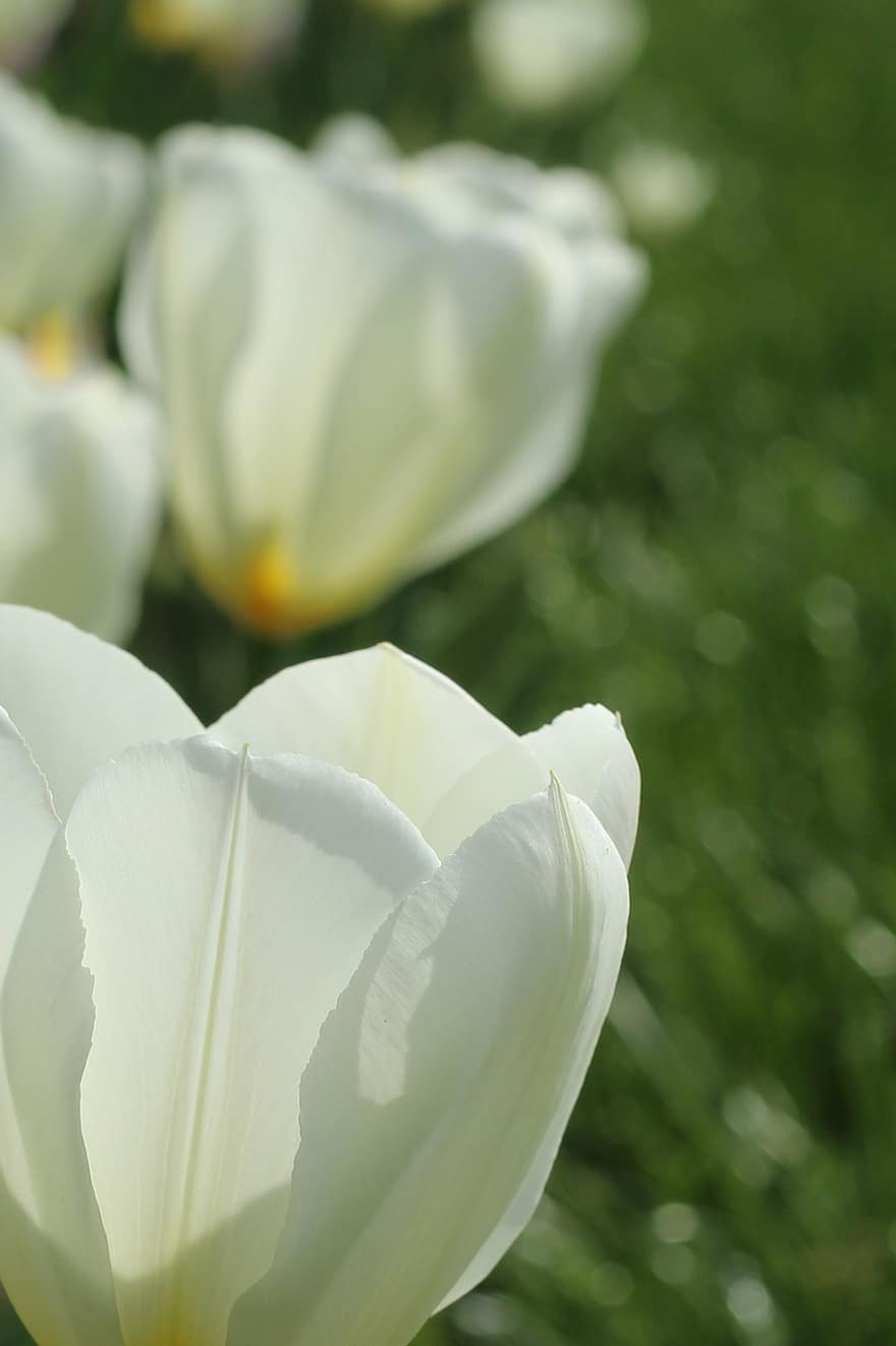 tulipas, tulipas brancas, flores brancas, flores, jardim, natureza, Primavera, flor, plantar, verão, fechar-se