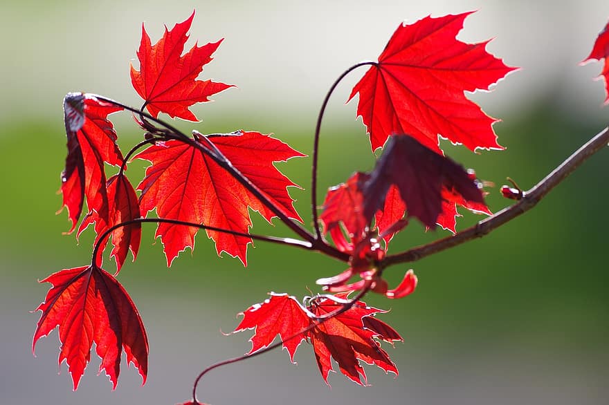 maple merah, Daun-daun, jatuh, musim gugur, maple, dedaunan, cabang, pohon, alam