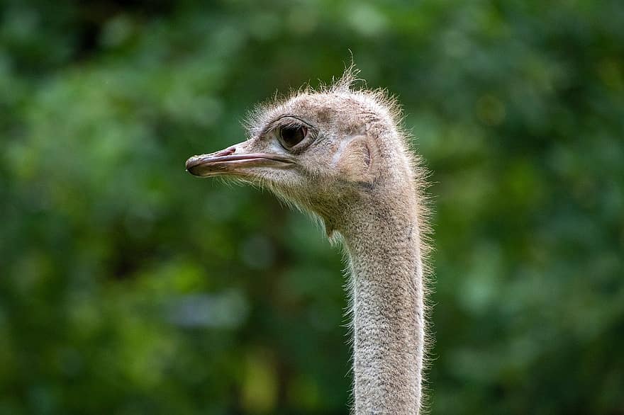 ostrich, bird, head, animal, beak, nature, emu, feather, close-up, animal eye, farm