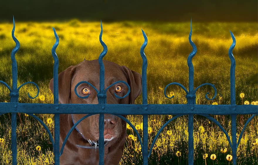 hund, sällskapsdjur, staket, blommor, husdjur, hund-, söt, gräs, ser, valp, renrasad hund