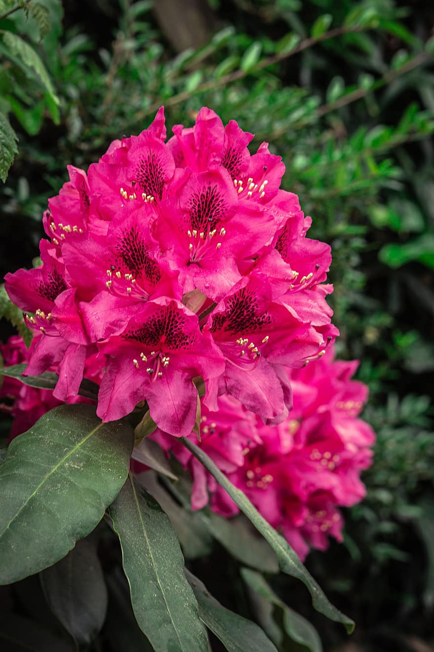 rododendro, flores cor de rosa, flores, arbusto, jardim, fechar-se, folha, plantar, flor, pétala, verão