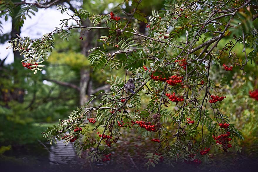 Tree, American Mountain Ash, Bird, American Robin, Berry, Fruits, Branch, Animal, Wildlife, Foraging, Perched