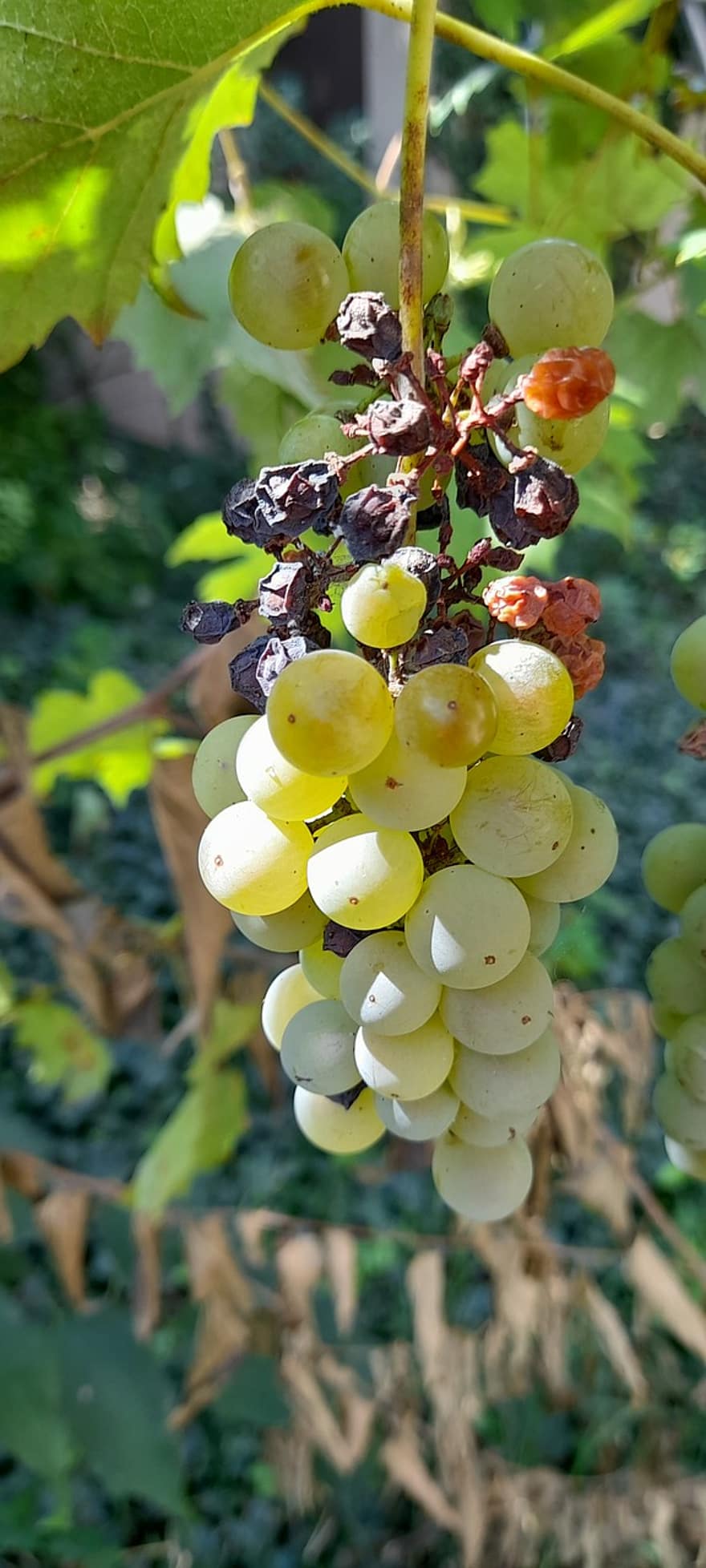 vīnogas, augļi, bioloģiski
