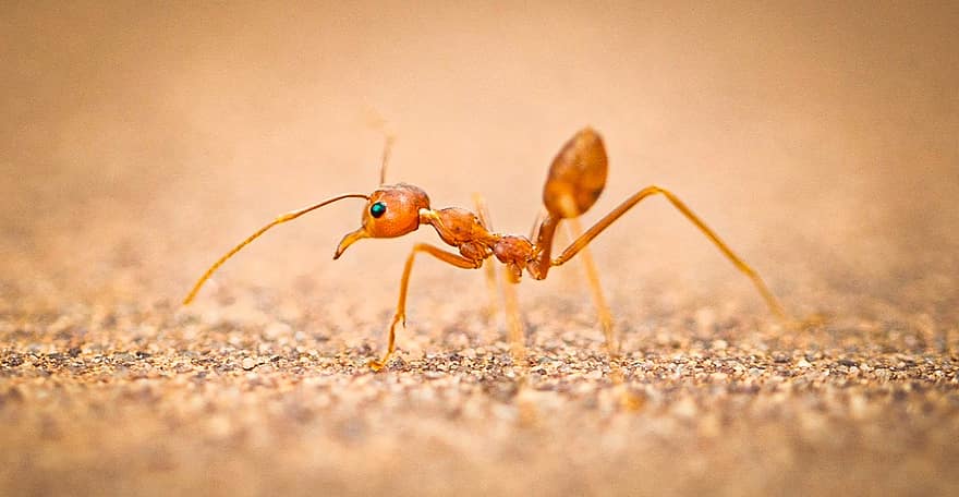maur, insekt, dyr, vevemyr, arbeider myr, antenne, brystkasse, mage, natur, makro