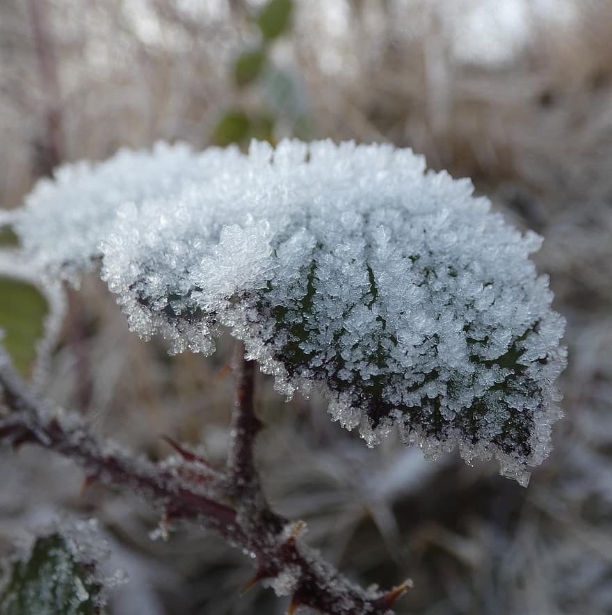 Blatt, Frost, gefroren, kalt, Winter, Natur