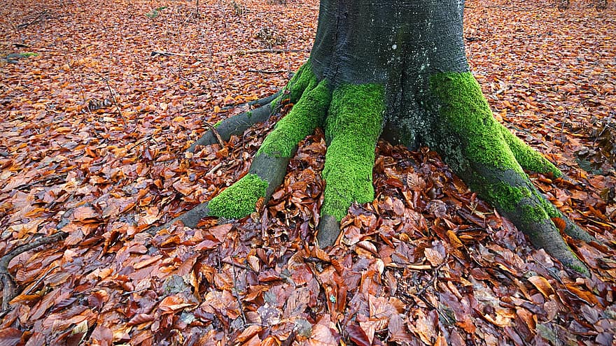 Tree, Root, Moss, Beech, Hornbeam, Leaves, Nature, Autumn, Season, Woods