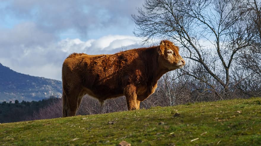tele, highland kráva, zvíře, skot skotský, kráva, mladé zvíře, savec, přežvýkavec, hospodářských zvířat, telecí maso, chov zvířat
