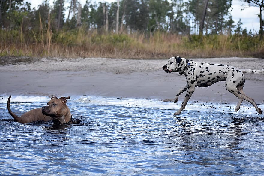 डैलमेशियन, पिट बुल, कुत्ते, पानी, खेल रहे हैं, मजेदार, प्रकृति, पालतू पशु
