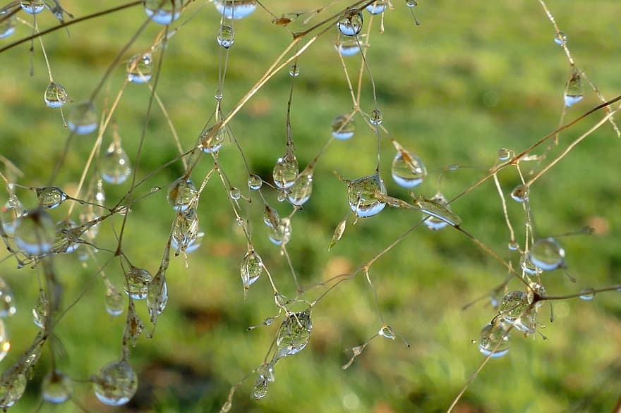 Dew, Dewdrops, Drop, Water, Thaw, Wet, Winter, Flora, Branch