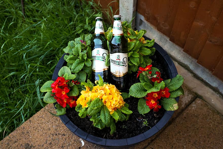 flores, cervejas, bebida, plantar, cervejaria, restaurante