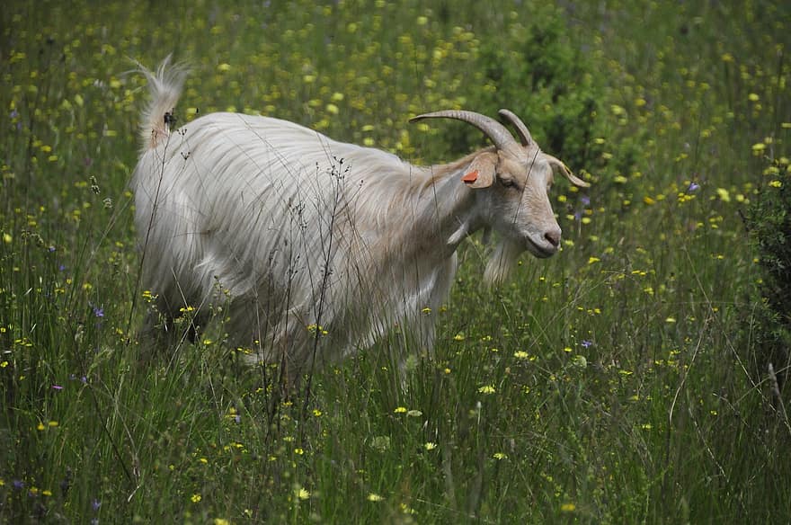 Goat, Grazing, Pasture, Meadow, Farm, Farming, Livestock, grass, rural scene, summer, horned