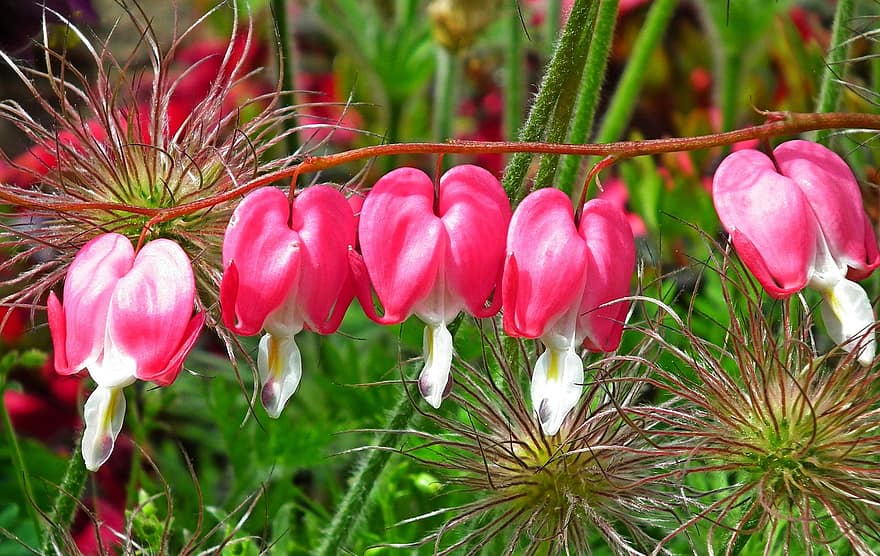 Flowers, Asian Bleeding-heart, Pink Flowers, Bleeding Hearts, Nature, Garden, plant, flower, close-up, summer, green color