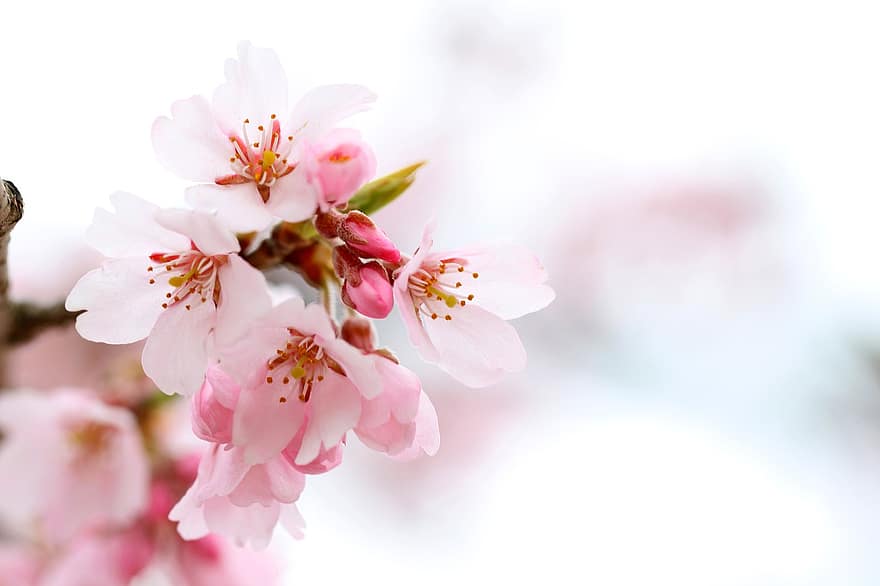 kirsikankukka, kukat, kevät, terälehdet, vaaleanpunaiset kukat, silmut, kukka, kukinta, haara, kirsikkapuu, puu