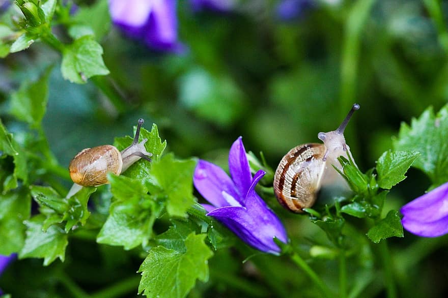 Snails, Mollusk, Garden, Flower, close-up, snail, slow, slimy, green color, plant, gastropod