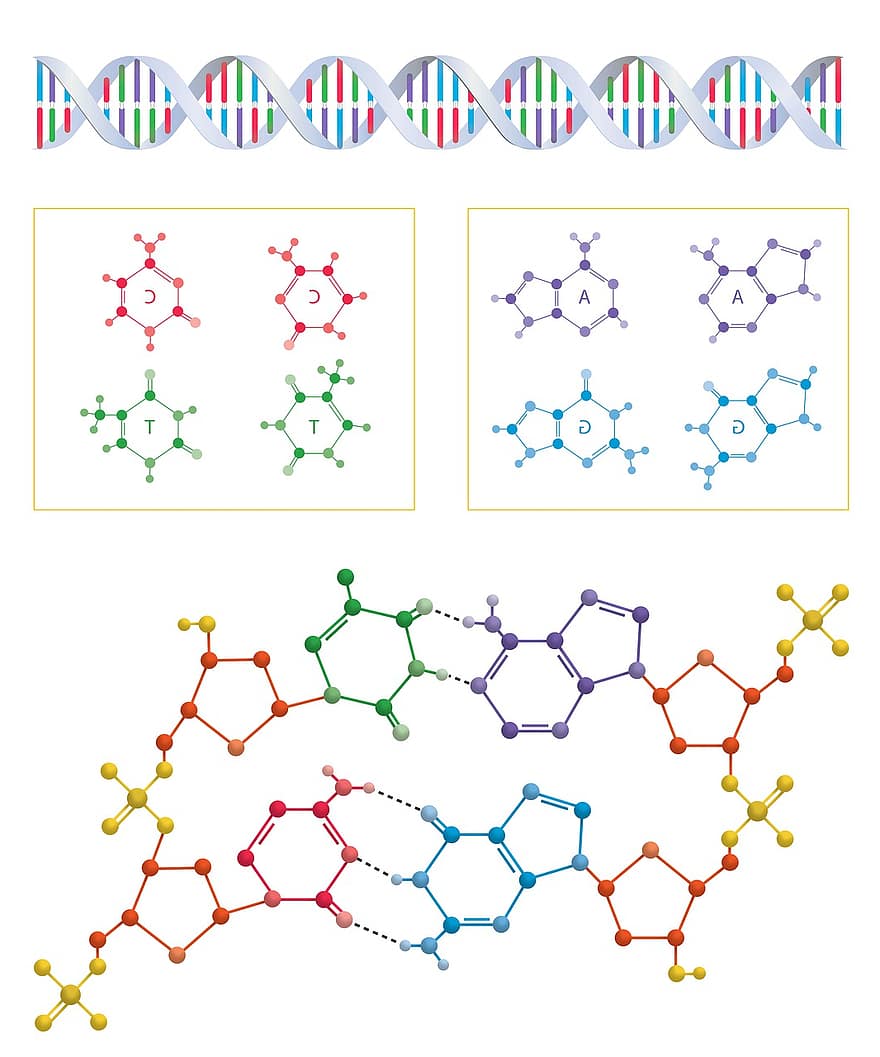 ADN-ul, spirală, aminoacizi, biologie, ştiinţă, genetic, genetică, Perechi de baze, biologie moleculara, guanină, citozină