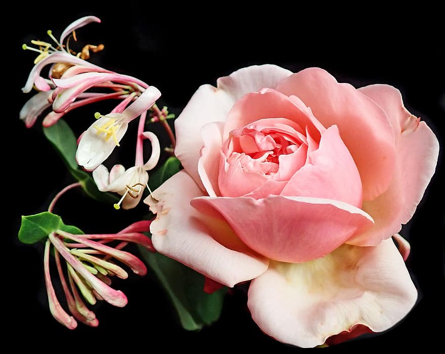 Flowers, Pink, Rose, Honeysuckle, Fragrant, Blooms, Garden