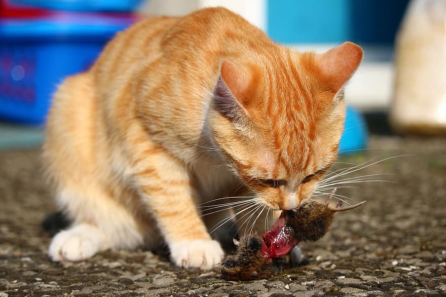 macska, Mieze, cica, ragadozó, egér, vadászat, eszik, házimacska, vörös makréla cirmos