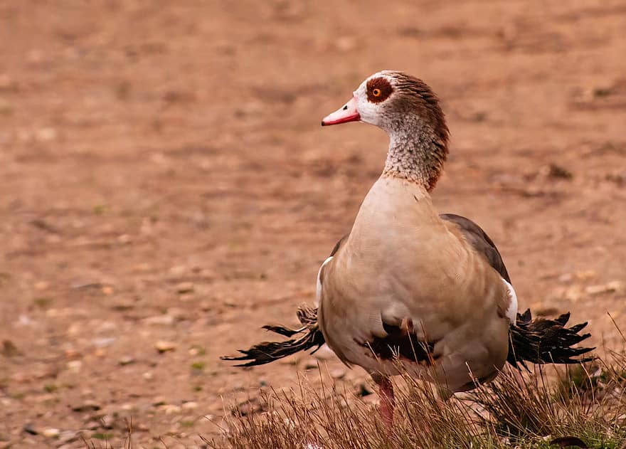 Egyptian Goose, Goose, Bird, Animal, Water Bird, Wild Goose, Feathers, Plumage, Beak