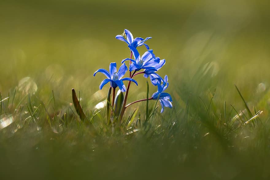 Flowers, Siberian Squill, Botany, Growth, Petals, Macro, Spring, Bloom, close-up, flower, summer