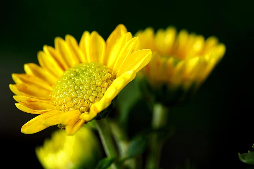 chryzantéma, květ, žlutý květ, okvětní lístky, žluté okvětní lístky, rostlina, flóra, Příroda, detail, žlutá, letní