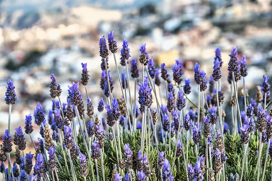 Lavenders, Flowers, Nature, Purple, Plants, Fragrant, Purple Flowers, Lavender Field