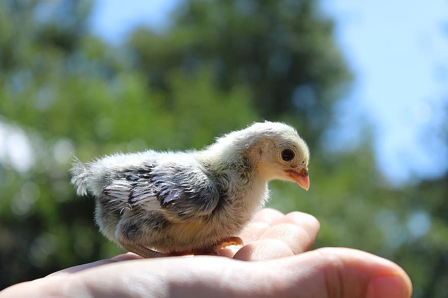 Chicken, Chick, Beak, Baby, Hand, Poultry, Animal, Fluffy