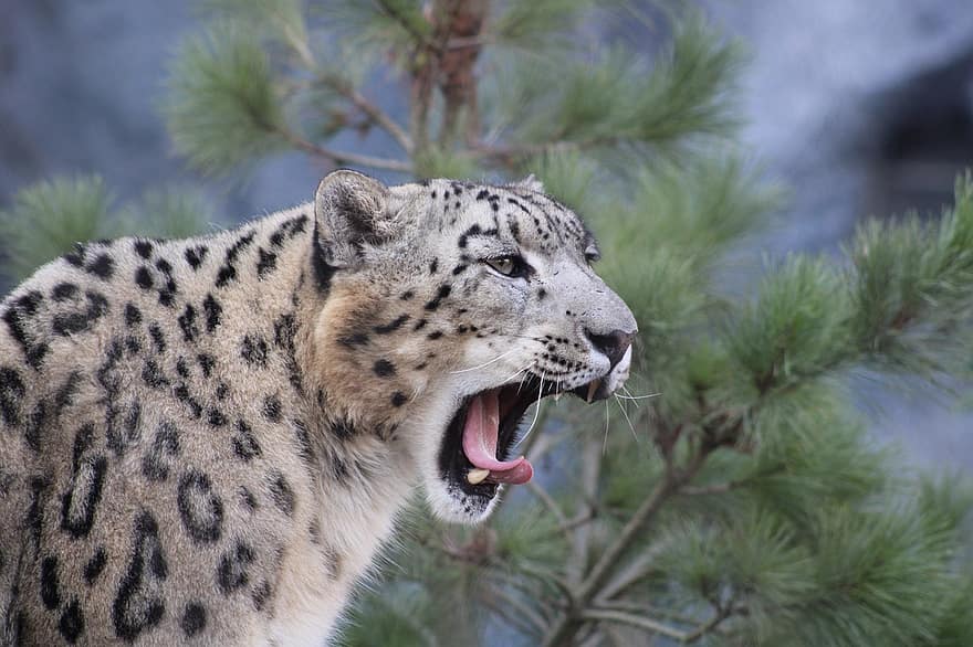 leopardo, animal, gato grande, mamífero, predador, animais selvagens, safári, jardim zoológico, natureza, fotografia da vida selvagem, região selvagem