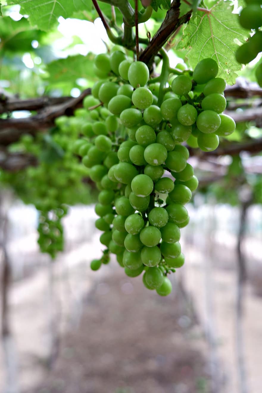 vindruer, vin, vingård, grønne druer, frugt, vinstok, organisk, naturlig, vinavl, plante, plantage
