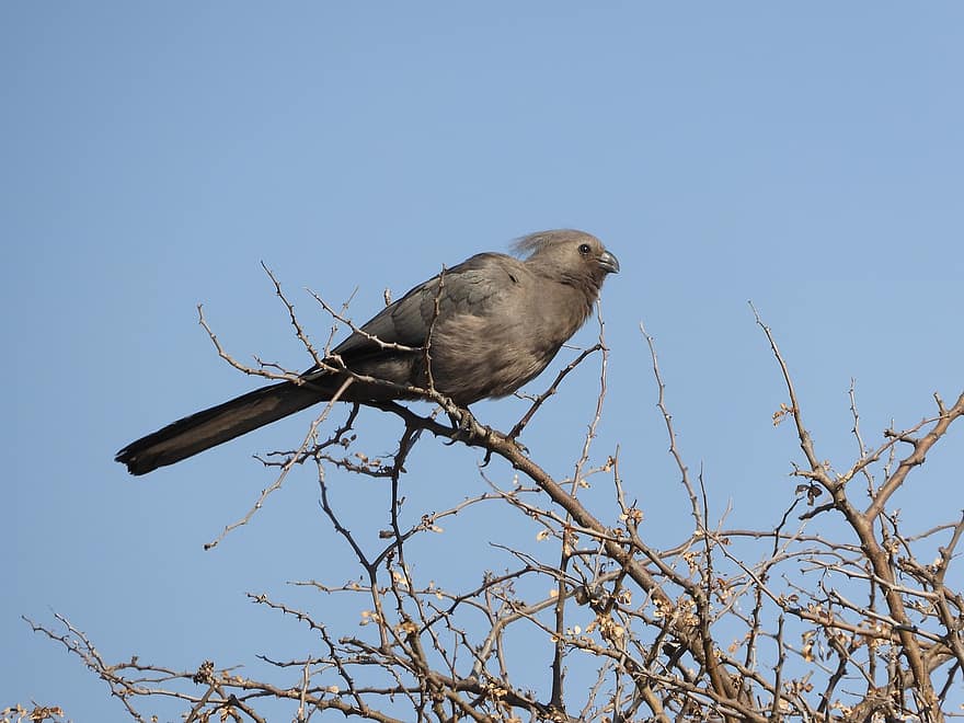 Grey Go-away-bird, pássaro, ramo, turaco, musophagidae, Corythaixoides, loerie, pássaro africano, plumagem, árvore, céu