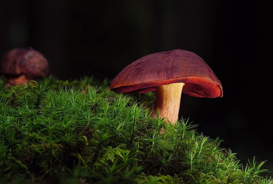 ведьмы плацидус, грибы, лесной гриб, Neoboletus Luridiformis, мох, лес