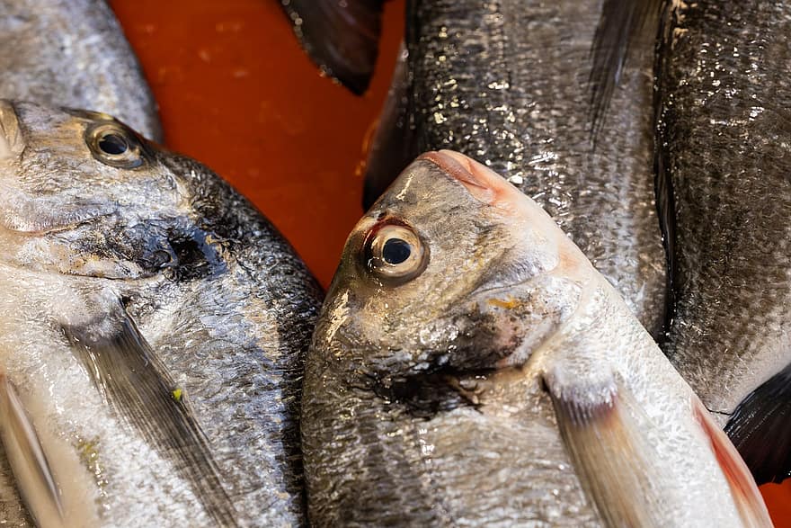 anchovas, peixe, mercado de Peixe, peixe fresco