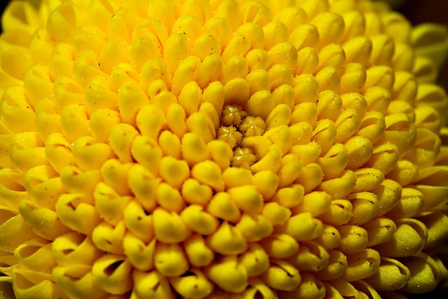 Flower, Chrysanthemum, Flora, close-up, plant, yellow, petal, macro, summer, leaf, flower head