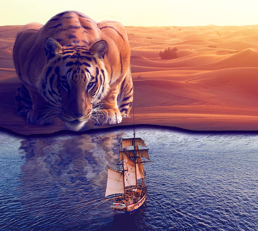 tiger, katt, feline, skip, ørken, perspektiv, refleksjon