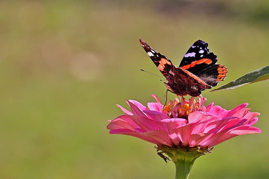motyl, owad, skrzydełka, kwiat, płatki, trzon, cynia, ogród, kwitnąć