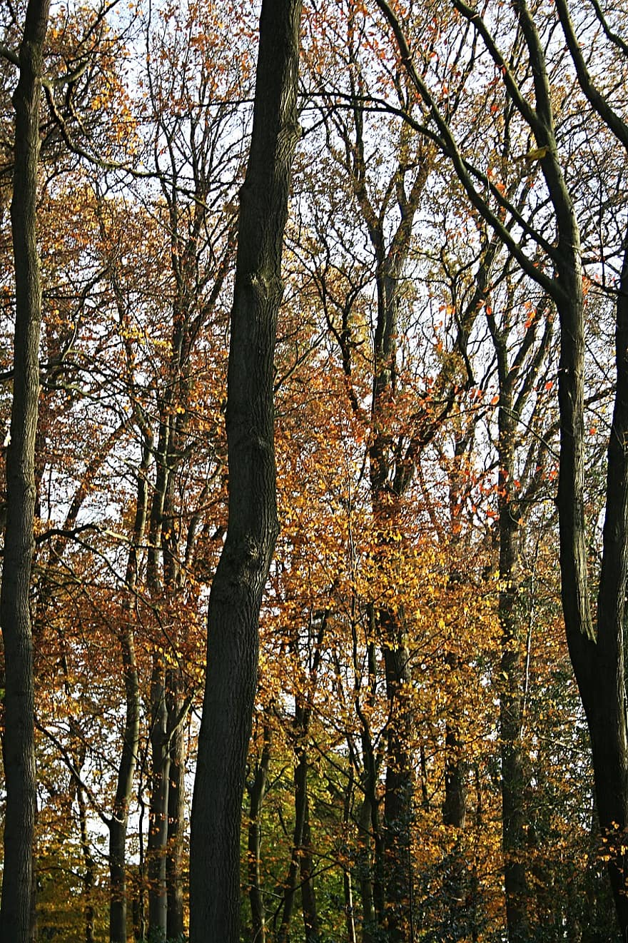 uzplaukums, raksturs, rudenī, koks, mežs, lapas, dzeltens, sezonā, filiāle, daudzkrāsains, oktobris