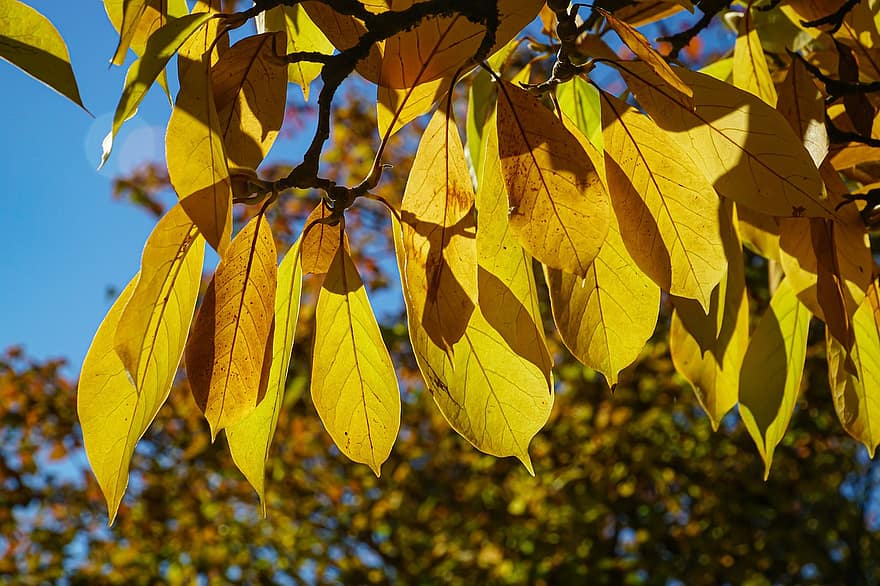 Blätter, Ast, fallen, Herbst, Laub, Herbstblätter, gelbe Blätter, Baum, Pflanze, Natur