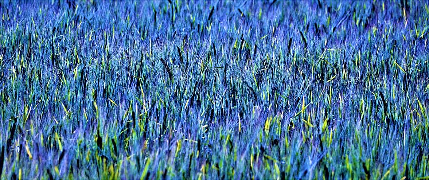 sädesfält, abstrakt, blå grön, mönster, strukturera, kaos, växt, gräs, lantbruk, bakgrund, skönhet