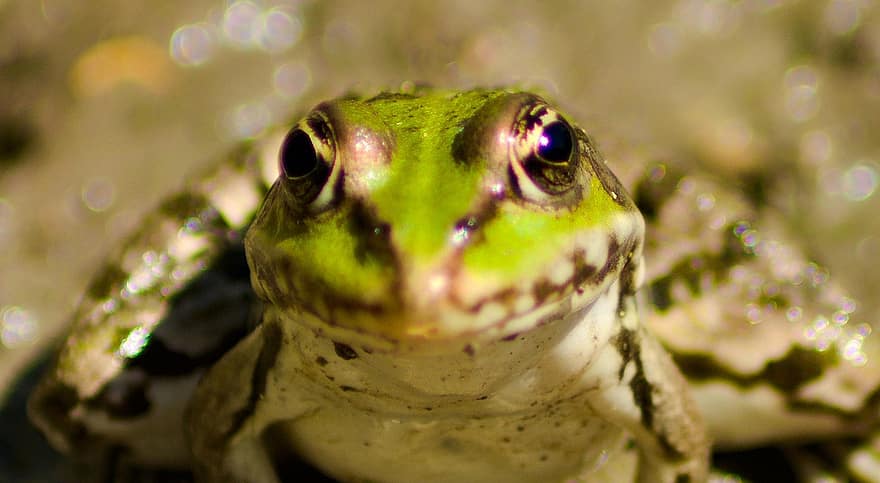 amphibie, la grenouille, espèce, macro, fermer, crapaud, couleur verte, oeil d'animal, animaux à l'état sauvage, regardant, se concentrer sur le premier plan