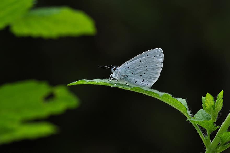 Карликовый синий, купидон минимус, обыкновенный синий, бабочка, Drexel, бабочки, крыло