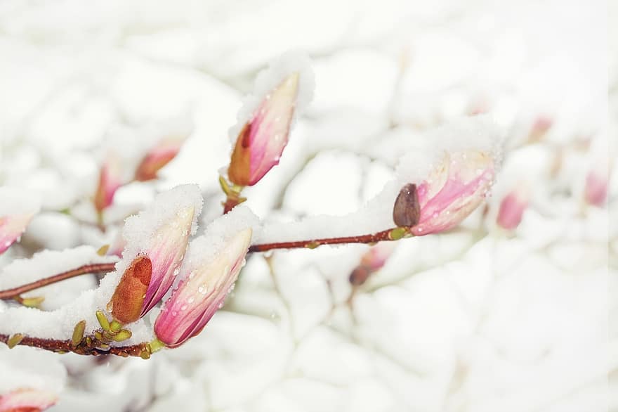 magnolia, blomstrer, frost, snø, blomster, knopper, is, tre, anlegg, natur, gren