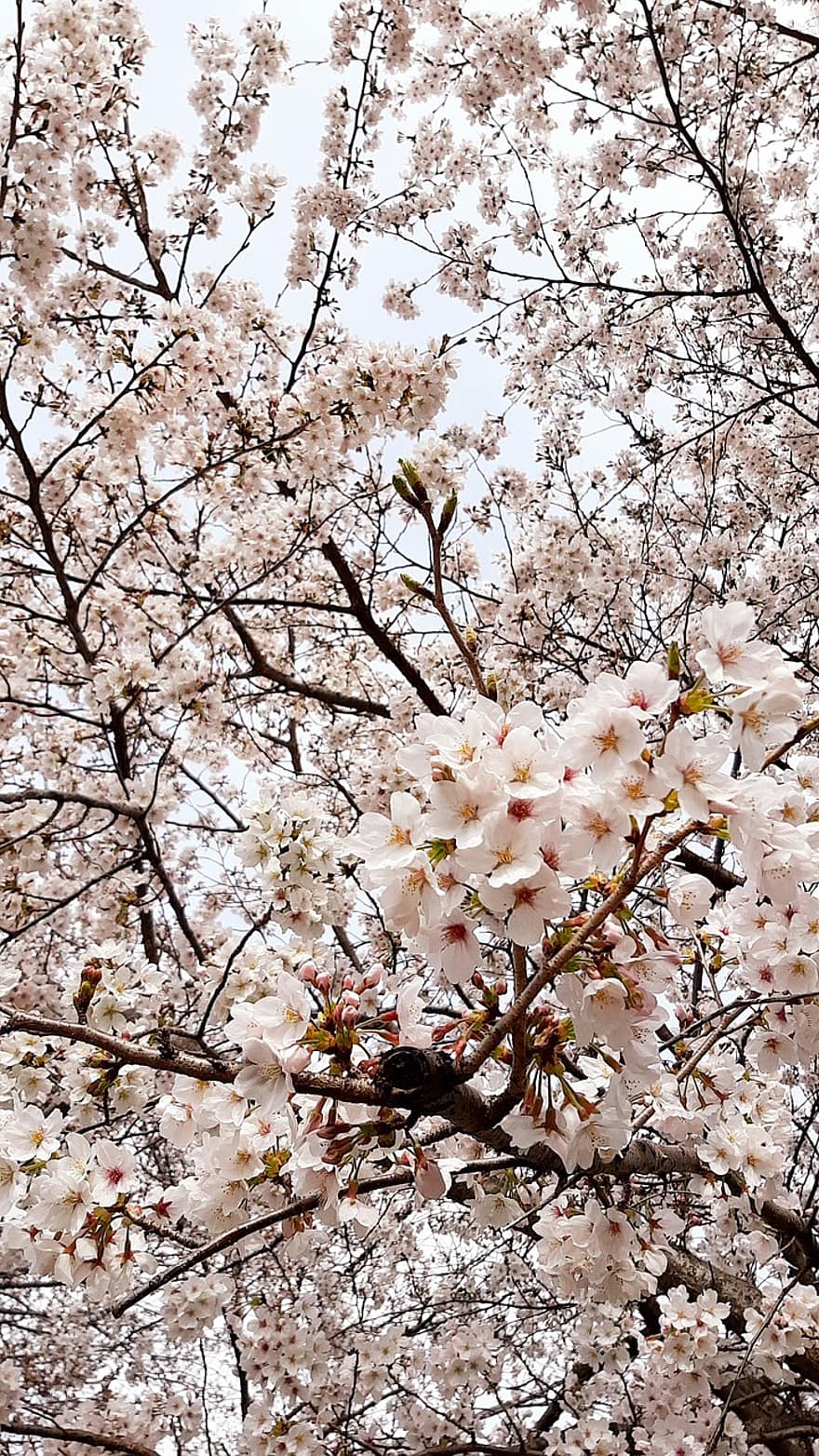 sakura, λουλούδια, κεράσι άνθη, λευκά πέταλα, πέταλα, άνθος, φύση, ανθίζω, χλωρίδα