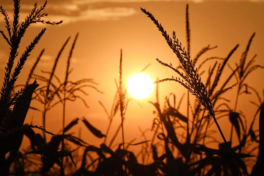 Prairie, le coucher du soleil, silhouette, la nature, cultures, agriculture, champ de blé, ferme, campagne