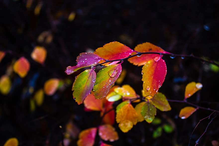 outono, folhas mortas, floresta, folhas molhadas, colorida, natureza, folhagem