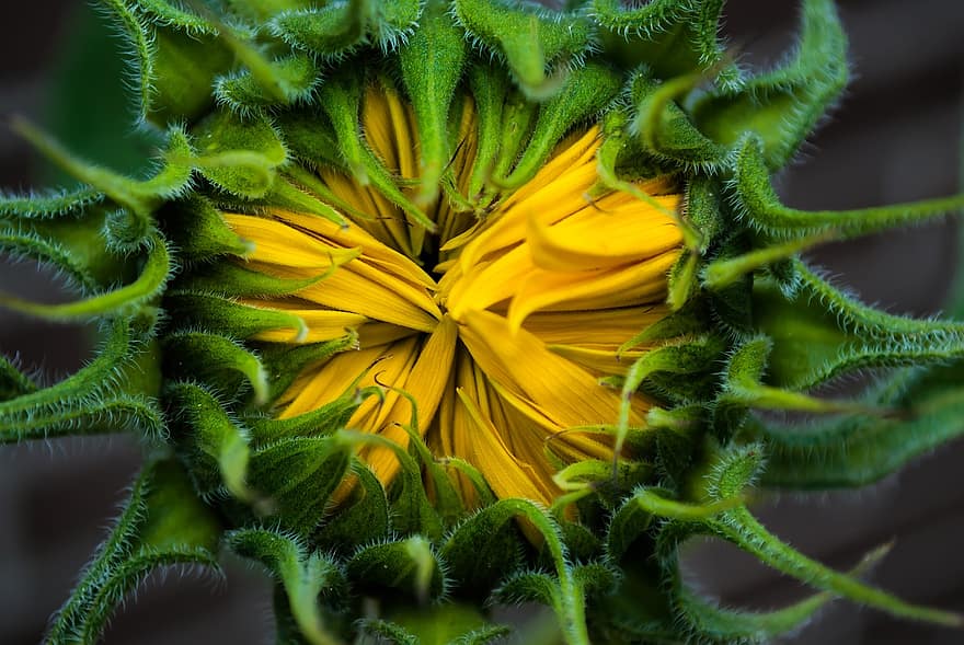 bunga matahari, tunas, kelopak, berbunga, alam