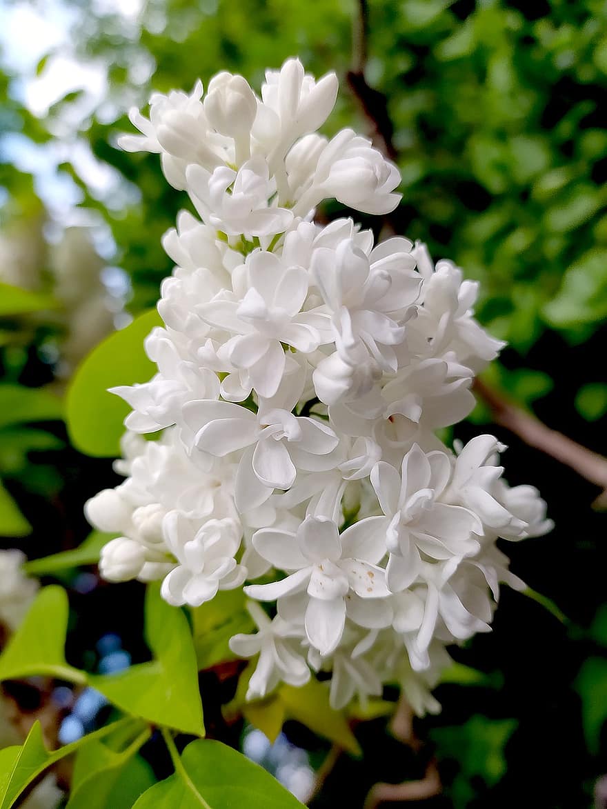 weiße Blumen, Blütenblätter, weiße Blütenblätter, blühen, Flora, Natur, Pflanzen, blühende Plfanzen, Frühling