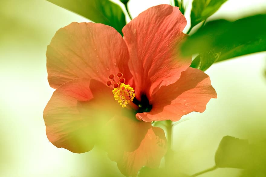 Hibiscus, rožinė Hibiscus, rožinė gėlė, sodas, gėlė, flora