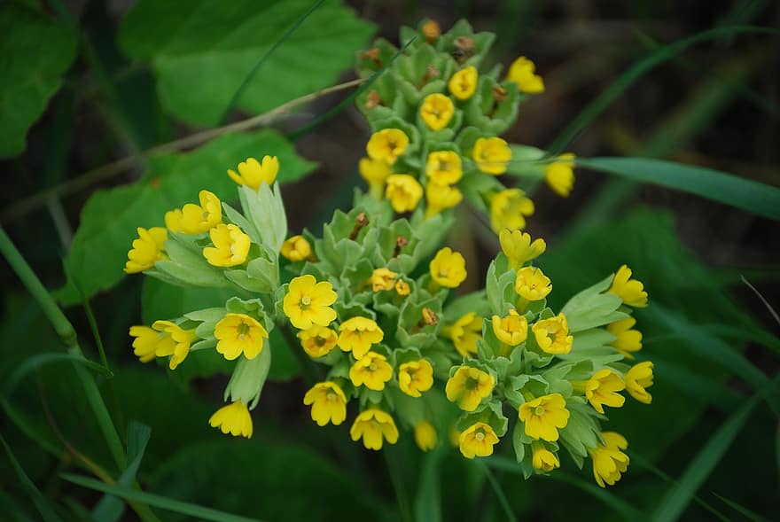 Real Cowslip, Meadow Cowslip, Primula Veris, Yellow Flowers, Small Flowers, Blossom, Bloom, Flora, Plants, Flowering Plants, Nature