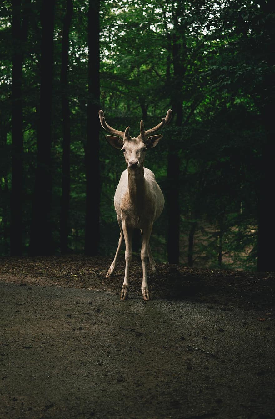 Deer, Antler, Animal, Forest, Mammal, Nature, Wildlife, Wild Animal, Wildlife Photography, Woods